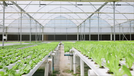 hydroponic, farm or plant science in greenhouse