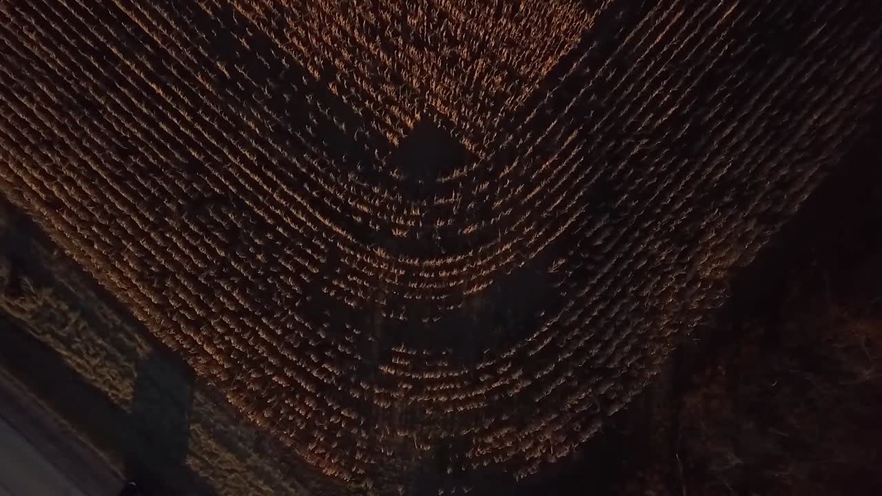 Aerial shot of cornfield