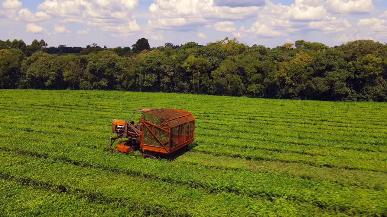 un acercamiento en primer plano a un tractor en medio de una cosecha de té verde