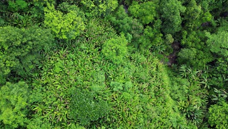 panoramic view of tropical philippine jungle covered in abaca trees and other foliage