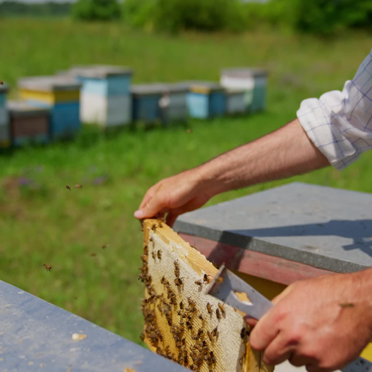Male hands hold a honey frame shaking off the bees from it. Checking the honey combs ready for harvesting. Close up
