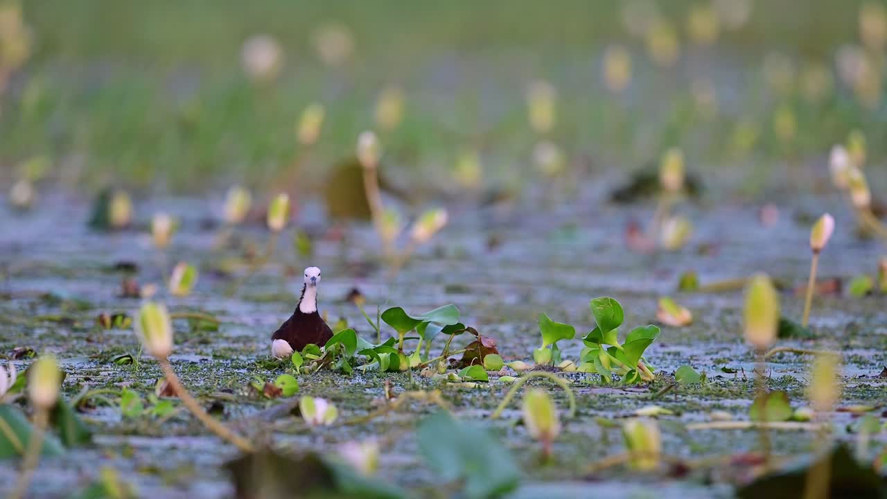 jacana de cola de faisán en huevos