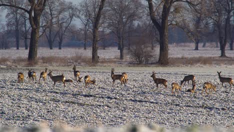 a herd of roe deers resting on a field and completely ignoring a person cycling by