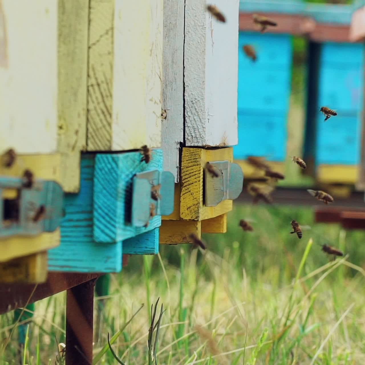 Swarm of bees near beehive