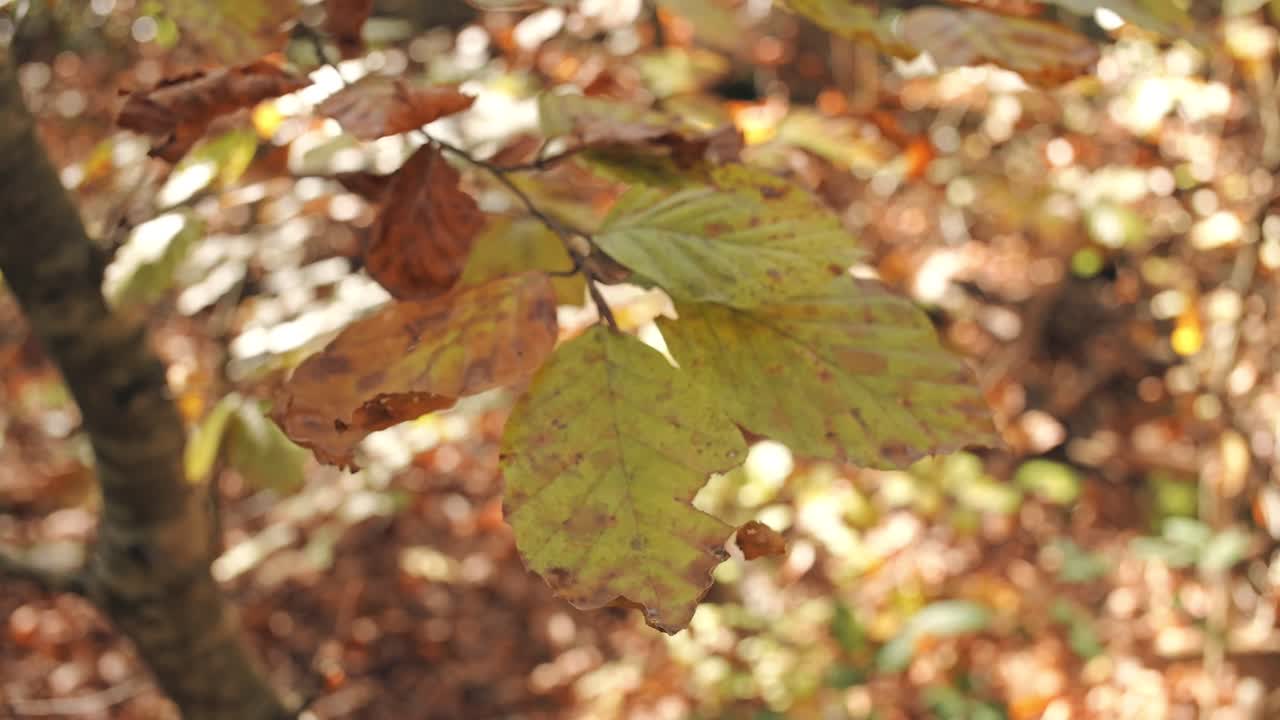 Golden leaves glow in soft autumn light near Weesen Switzerland