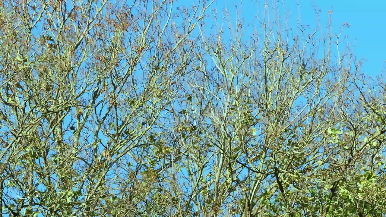Ash trees with the last of the leaves blowing in the wind