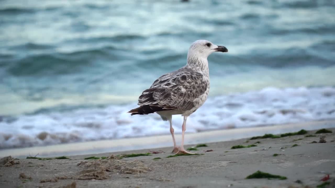 Seagull on the sea coast peck and run to the sea