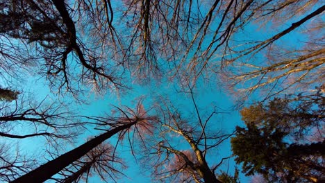 view up into the treetops and blue sky in sunny calm weather - rotating shot