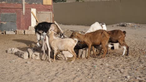 Cabras-Comiendo-Restos-De-Comida,-Animales-Domésticos,-Suburbios-De-Nouakchott,-Mauritania