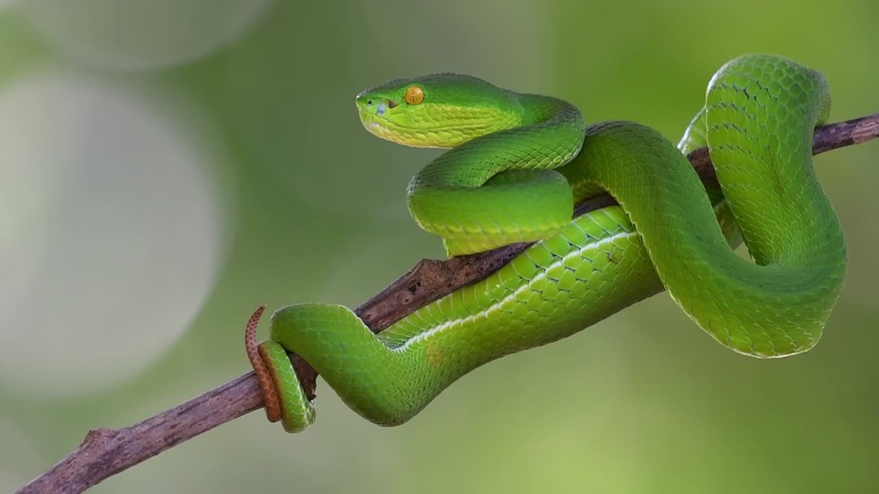 mirando seriamente a la izquierda listo para atacar si es necesario, víbora de pozo de labios blancos trimeresurus albolabris, tailandia