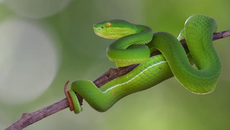 Mirando-Seriamente-Hacia-La-Izquierda-Lista-Para-Atacar-Si-Es-Necesario,-Víbora-De-Labios-Blancos-Trimeresurus-Albolabris,-Tailandia