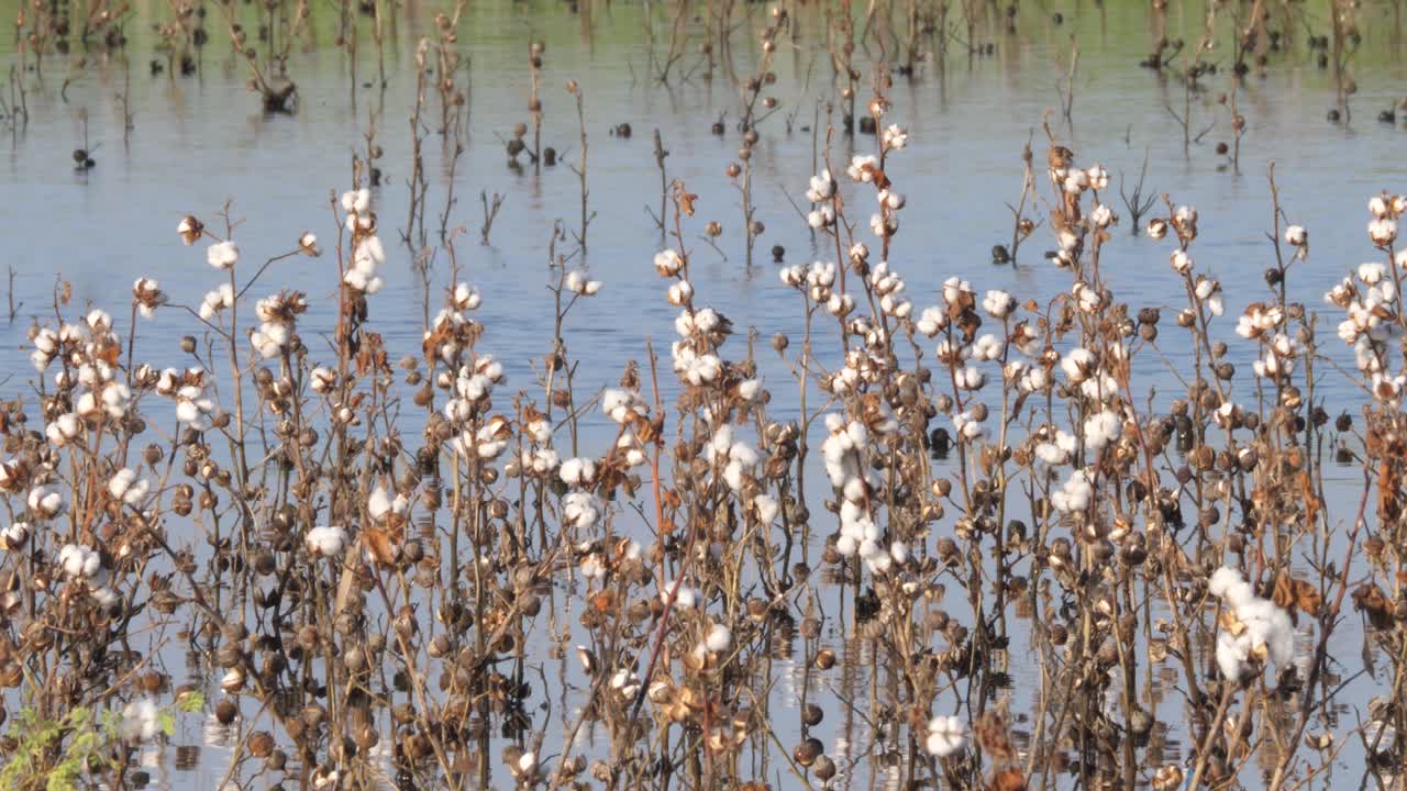 capullos blancos en plantas de algodón en campos inundados en sindh, karachi