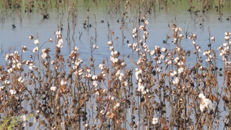 white buds on cotton plants in flooded fields in sindh, karachi