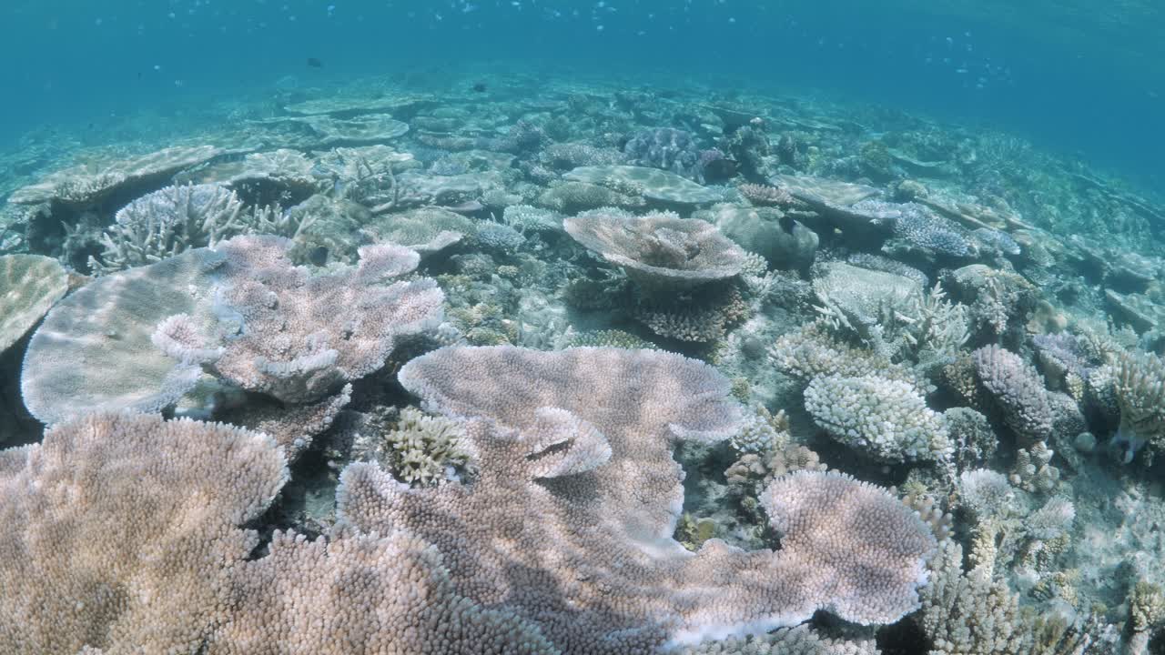 First person's view of sun rays reflecting over a vibrantly coloured coral reef ecosystem on The Great Barrier Reef Australia