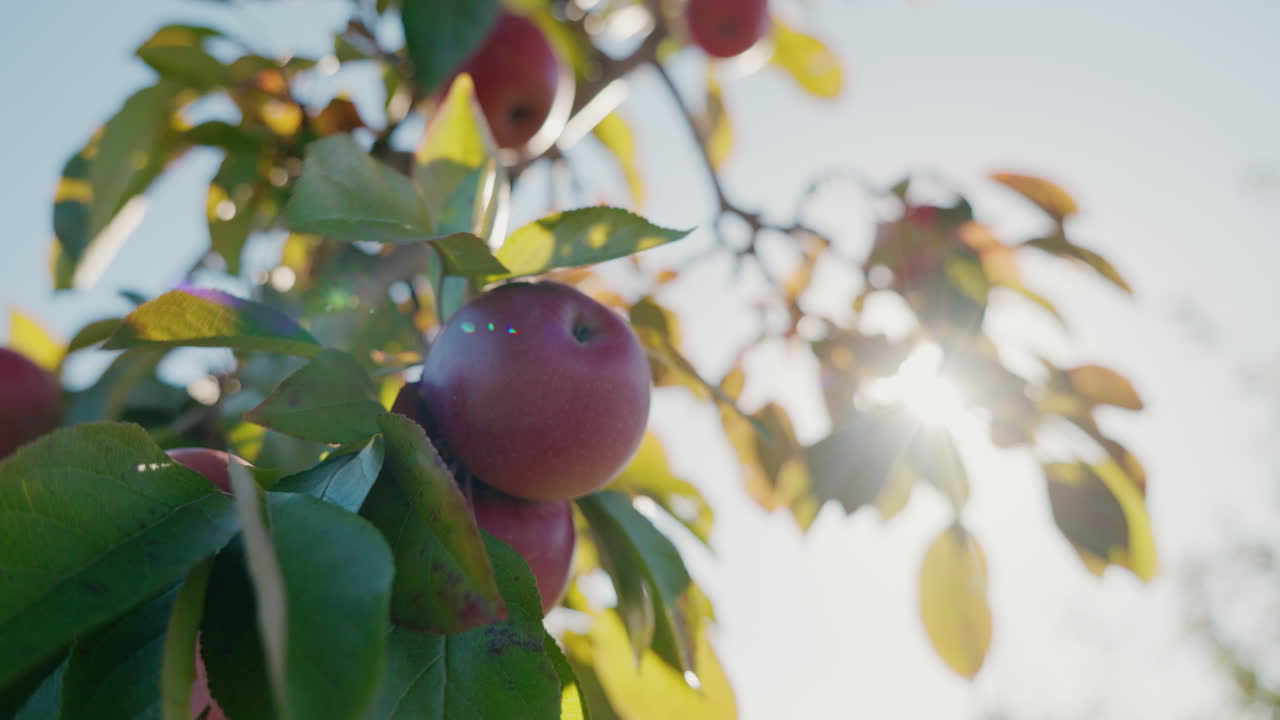 나무 에 있는 익은 사과