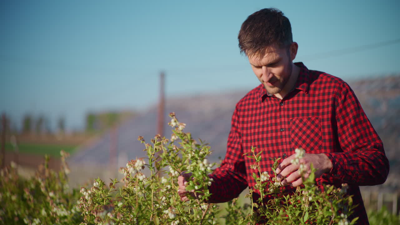 Gardener Inspects Blueberry Bushes on Farm