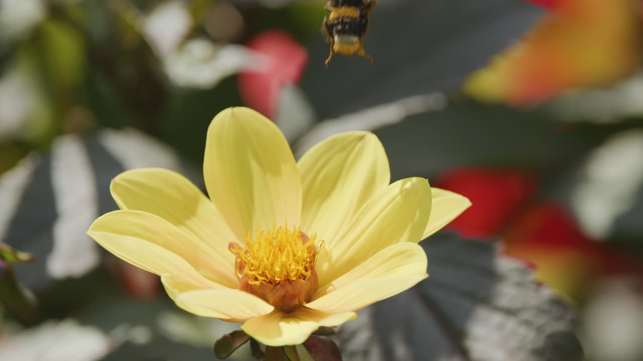 A bumblebee lands on a yellow flower, gathers pollen, and then flies away. Natural daylight, close-up, shallow depth of field, outdoor garden setting