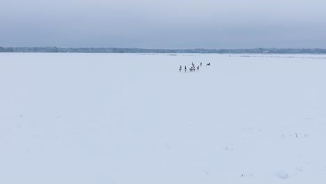 aerial view of distant european roe deer group running on the snow covered agricultural field, overcast winter day, wide angle drone shot moving forward