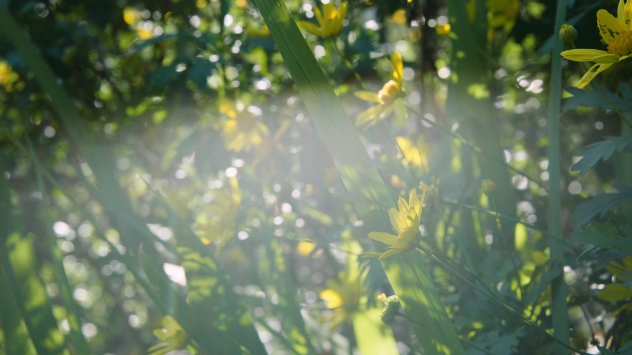 Yellow Flowers Morning Sun Flares, Tilt Up