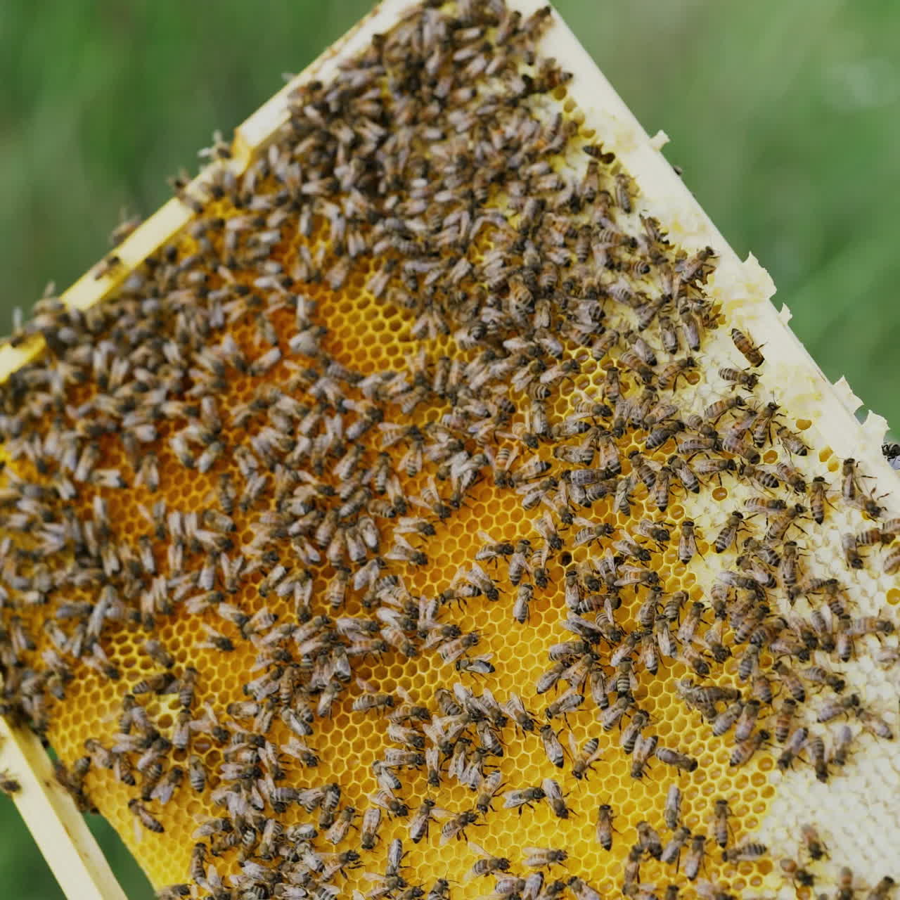 The beekeeper examines bees in honeycombs. Hands of the beekeeper. The bee is close-up.