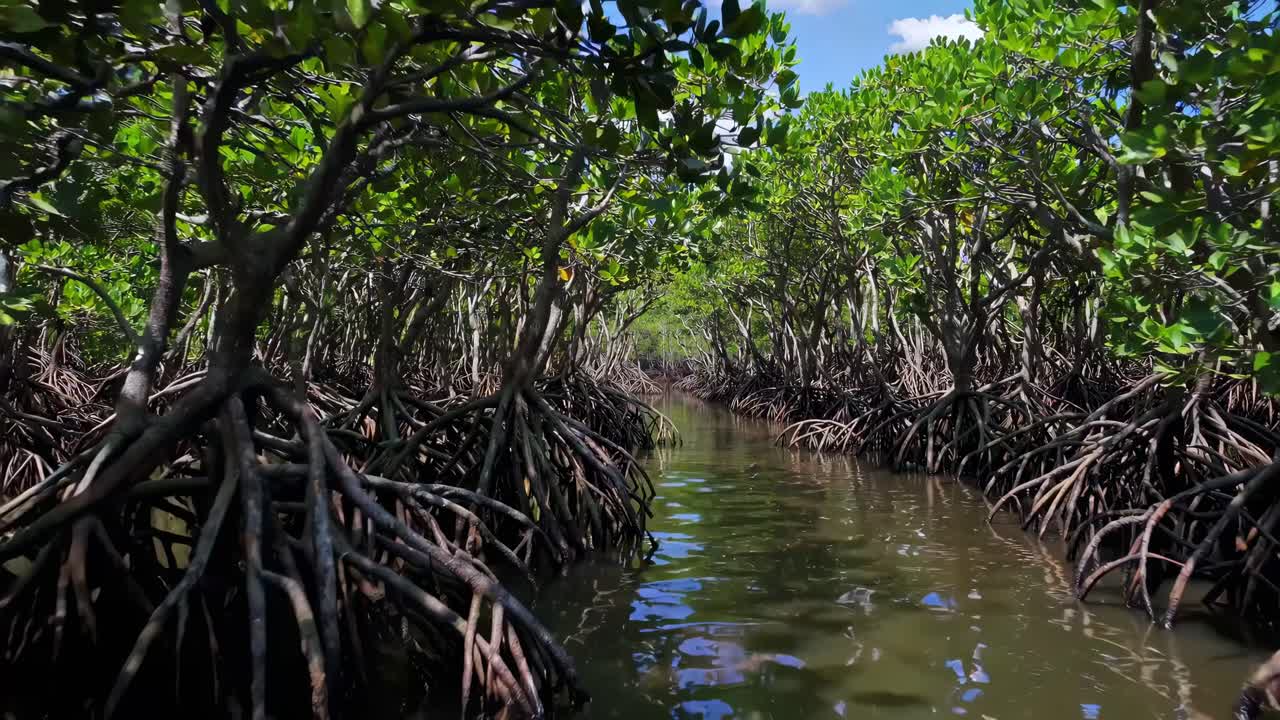A serene video captures a low-angle view of a lush mangrove forest, showcasing tangled roots