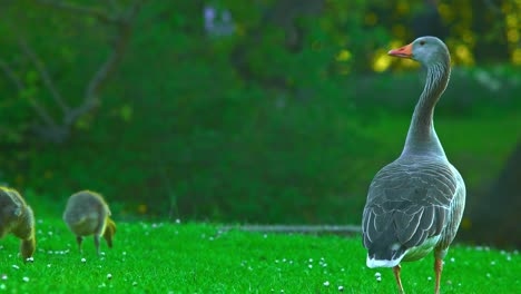 Gaviotas-Y-Gaviotas-Bebé-Comiendo-Juntos-En-El-Parque-Verde-Naturaleza-En-Pildammsparken-I-Malmö-Suecia-Verano