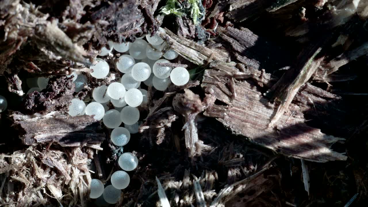 달의 달 4k fs700 오디세이 7q