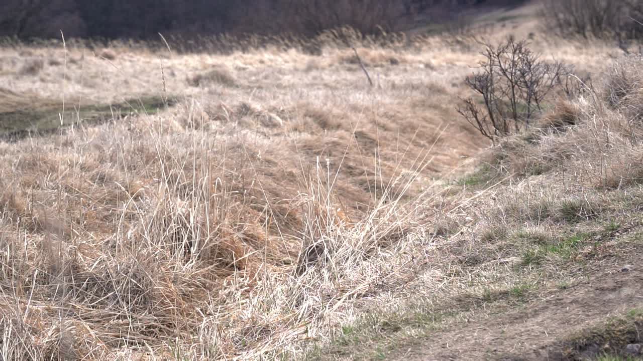 야외 도랑을 통해 점프 젊은 독일 셰퍼드 개, slomo