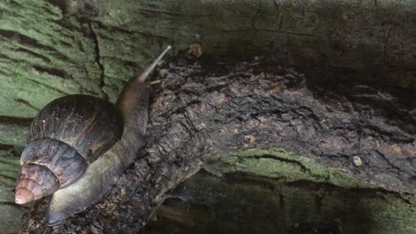 african giant snail crawling in a terrarium - achatina fulica