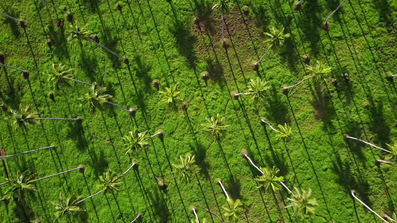 plantación simétrica de palmeras en fiji, vista de órbita de arriba hacia abajo que muestra vegetación verde exuberante y patrones de sombra