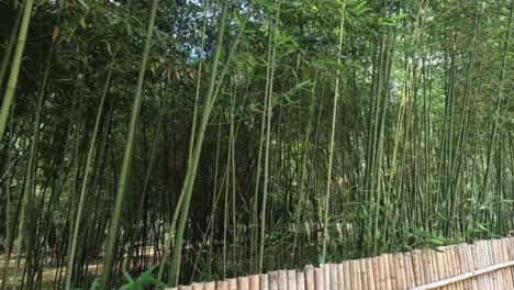 a peaceful walk along a wooden pathway in bamboo woods