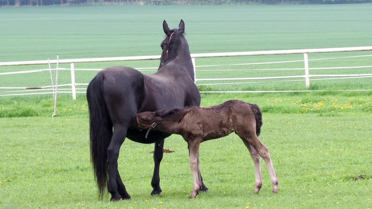 caballo kladrubio negro, yegua con potro
