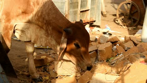 stray-cow-eating-garbage-on-the-road