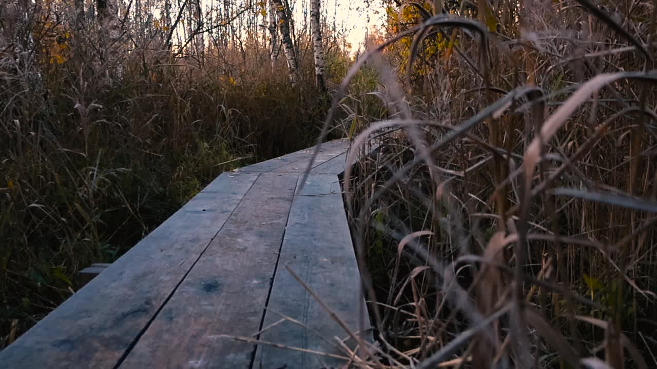 Low angle view of a wooden boardwalk in an autumn marsh, lightly frosted and damp, slowly revealing golden sunrise light, tall grasses, and quiet wetland nature