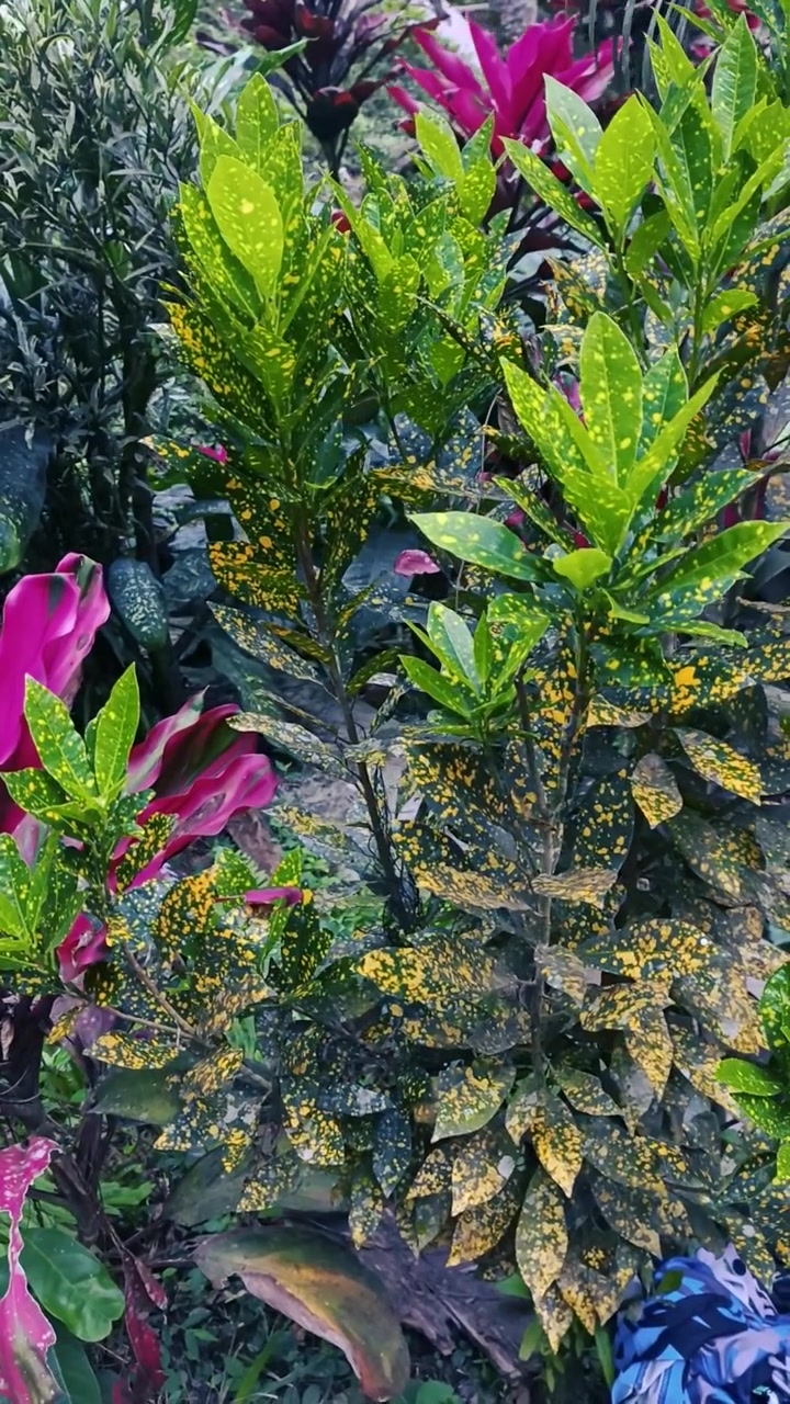 Pianta di Croton vibrante con foglie verdi e gialle maculate
