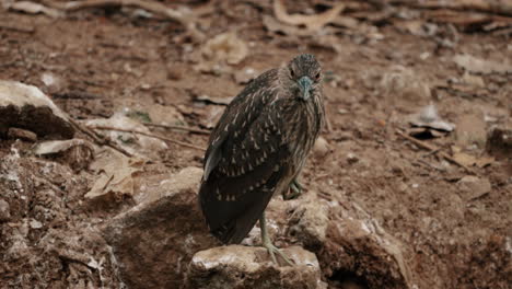 Juvenile-Black-crowned-Night-Heron-Perching-On-Rocks