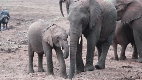 african elephant mother and calf feeding from hole on the ground