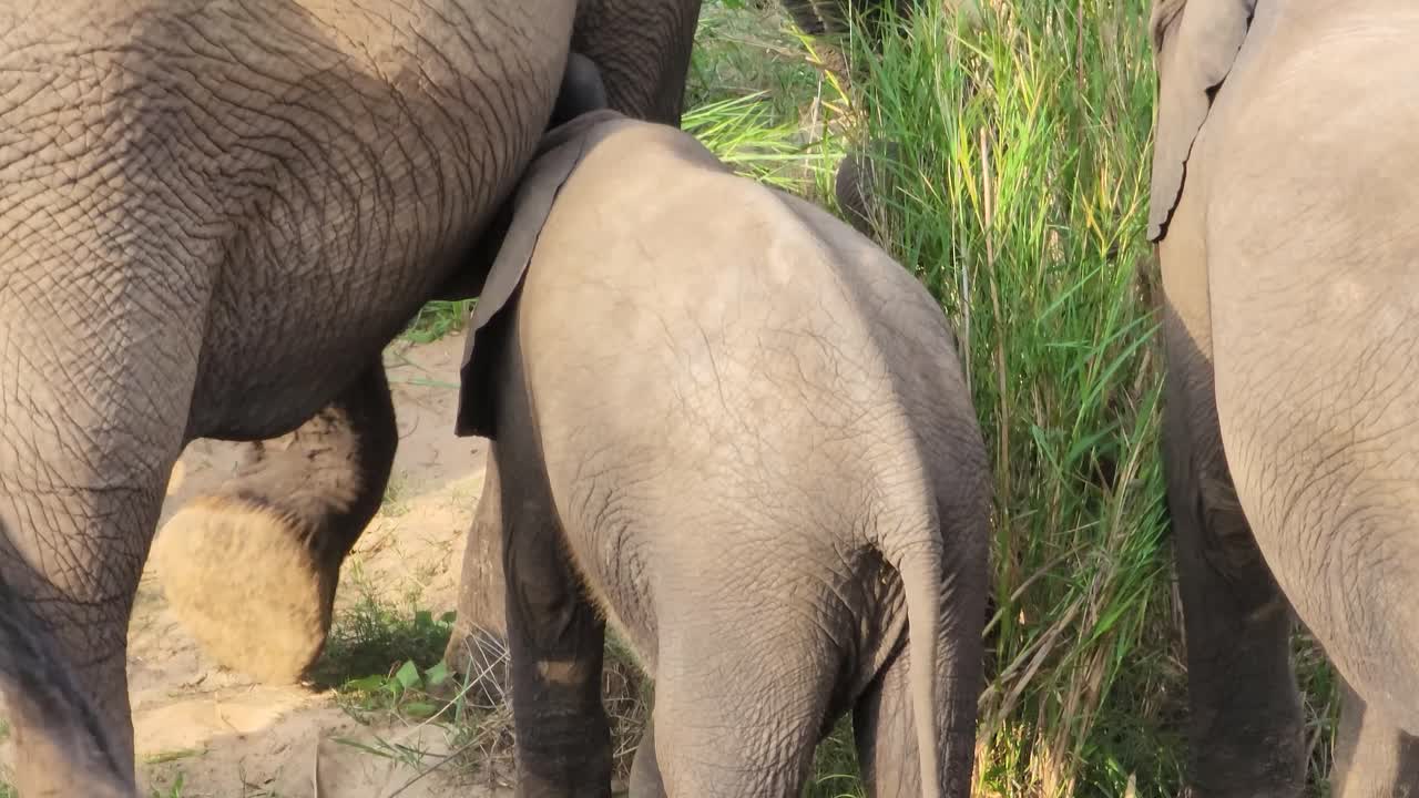 primer plano de un elefante bebé bebiendo leche de su madre, ángulo alto