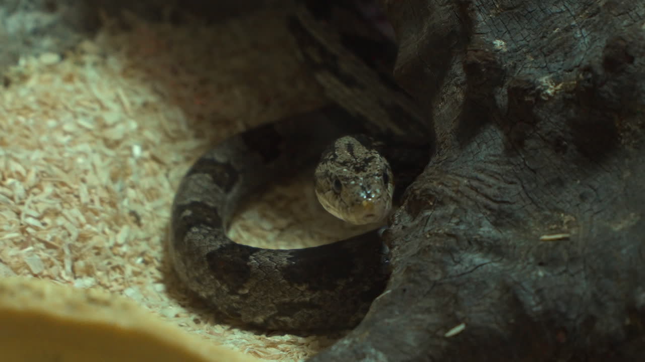 gros plan du serpent de maïs gris se cachant sous le bois