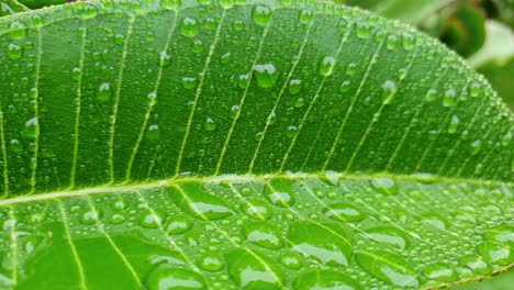 雨後綠色潮湿的葉子,花園裡的每一滴水都落在上面