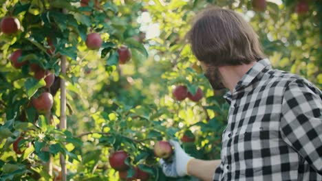 control de la calidad de las manzanas