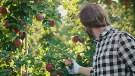 checking the quality of apples