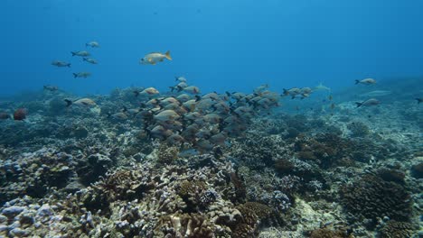 school pf paddletail snapper on a colorful tropical coral reef in clear water of the pacific ocean around the islands of tahiti