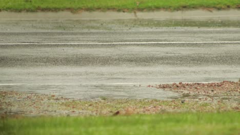 car driving along road starting to flood from heavy rain, big puddles, bad weather overcast daytime, maffra, gippsland, victoria, australia, close up