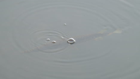 spotted gar fish opens mouth under water