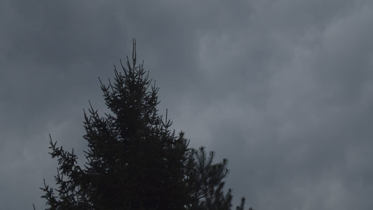 백그라운드에서 바람 구름에 흔들리는 녹색 침엽수 나무