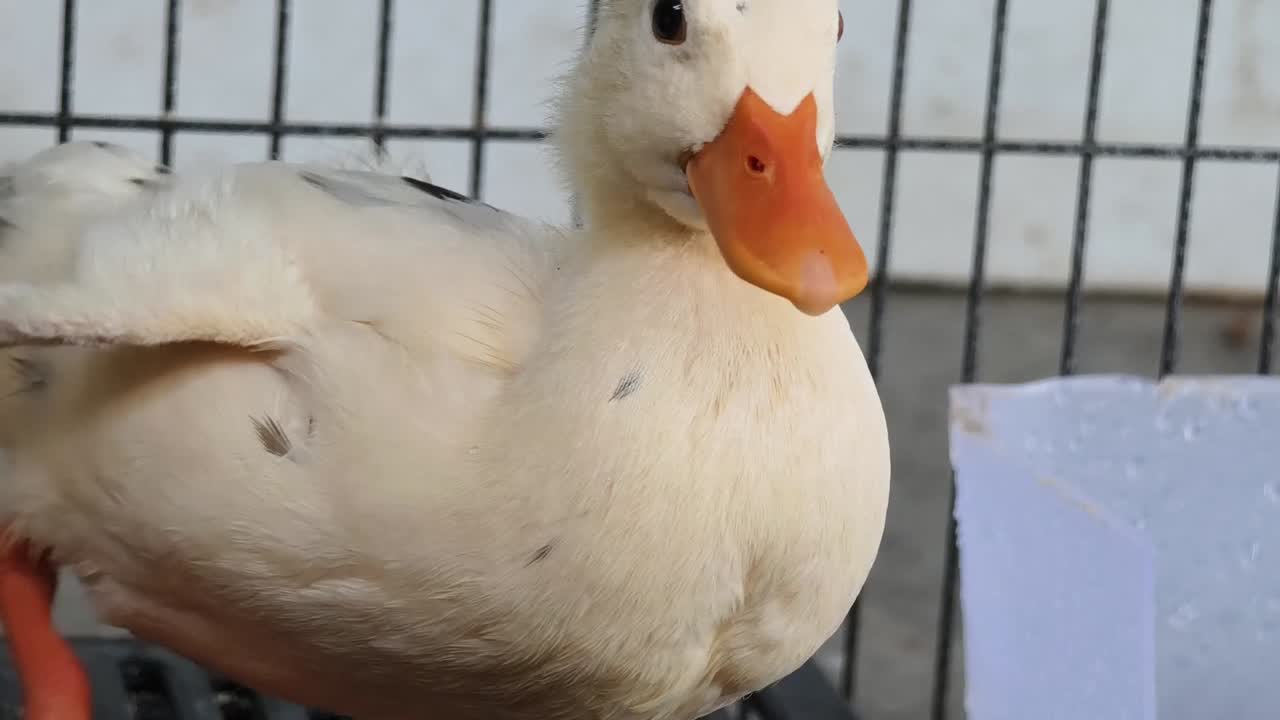 에 힌 새끼 오리