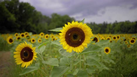 Tiro-Medio-De-Girasoles-Que-Soplan-En-El-Viento-En-Un-Día-De-Verano-O-Primavera