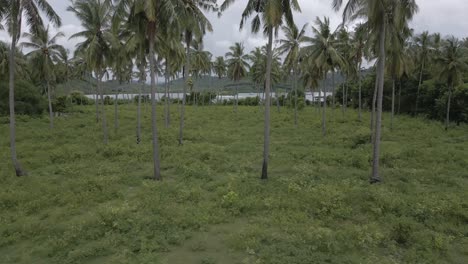 las moscas aéreas a través de las palmeras de coco en el lombok verde tropical