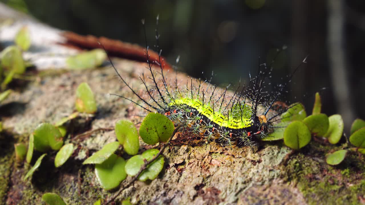 Creeping through Peru’s Amazon, a moth caterpillar glows green with radiant black spines.